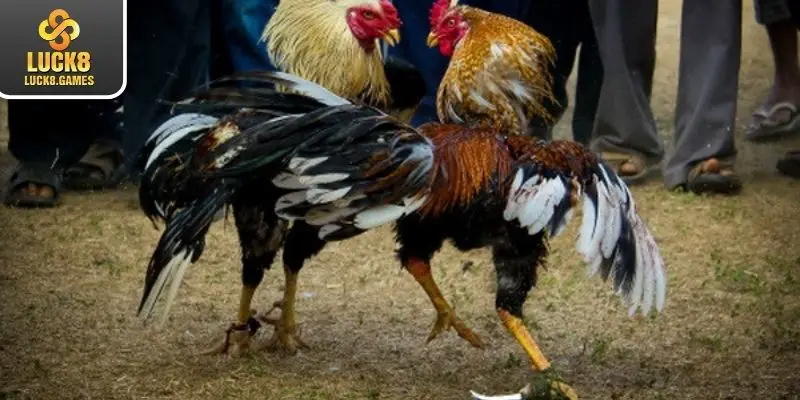 Các hình thức đá gà ăn khách nhất tại hệ thống